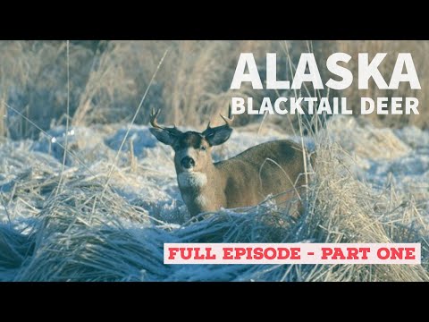 Alaska Blacktail Deer 1