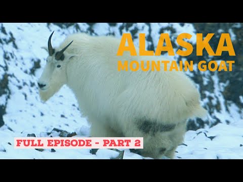 ALASKA MOUNTAIN GOAT 2