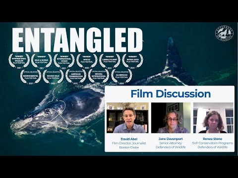 Entangled Film Discussion