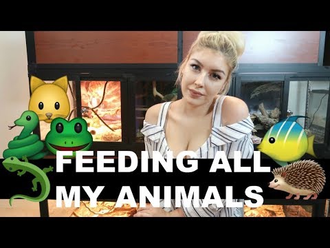 Feeding All My Pets in One Video 