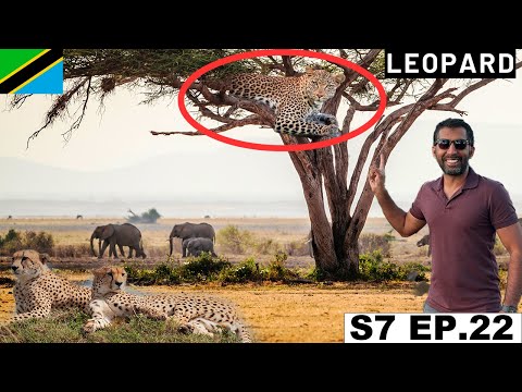 Finally saw a Leopard and Cheetah in Serengeti National Park  S7 EP.22 | Pakistan to South Africa