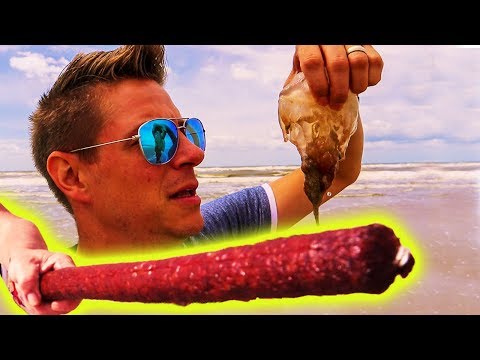 Giant Brazilian Salami and Dead Jellyfish