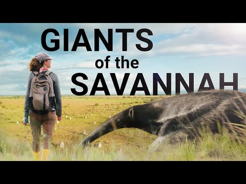 Giants of the Savannah