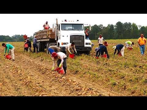 Harvest and Process Billions of Pounds of Agricultural Products In 2023 - Farming Documentary
