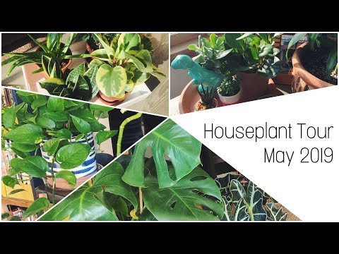 HOUSE PLANT TOUR / SPIRNG 2019