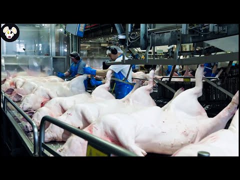 How Farmers Raise And Process Pigs With Modern Technology - Pig Farm | Processing Factory