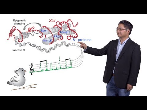 Howard Chang (Stanford, HHMI) 2: LncRNA Function at the RNA Level: Xist