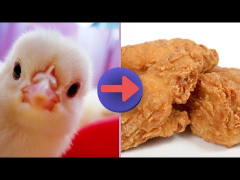 Inside a Modern Poultry Farm Technology: How Chicken Farms Produce Millions of Eggs and Chicken Meat