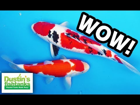 KOI FISH - INSANE MONSTER KOI SHOW