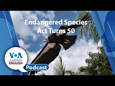 Learning English Podcast   Endangered Species, Vegas Weddings, Top Tech