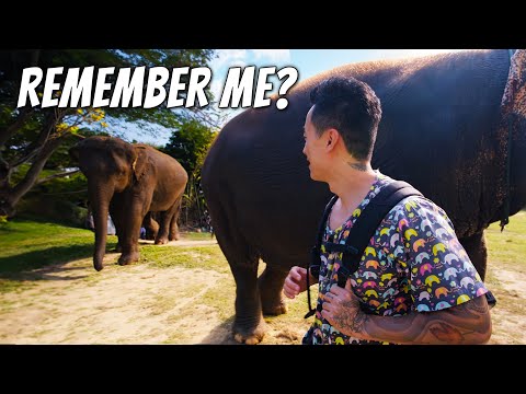 Reunited With My Elephant After Years Apart In Chiang Mai, Thailand  + Group Trip Announcement!