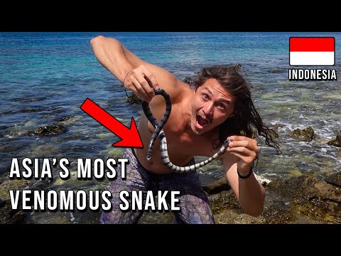 SNAKE ISLAND, INDONESIA 