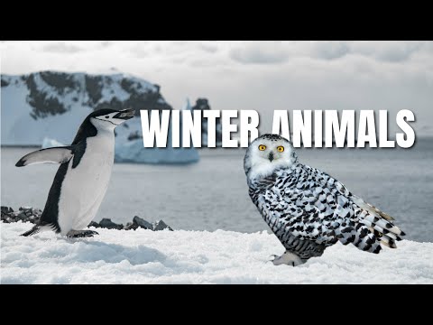 Survival of the Fittest | How Animals manage to Survive the Winter | #nature #animalShorts #vivid