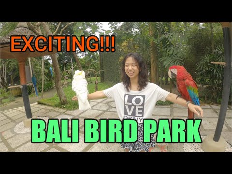 Thousands of Birds at Bali Bird Park | BALI, INDONESIA