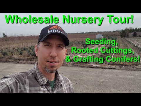 Touring a Wholesale Nursery: Seedlings, Cuttings, and Grafted Evergreen and Conifer Trees