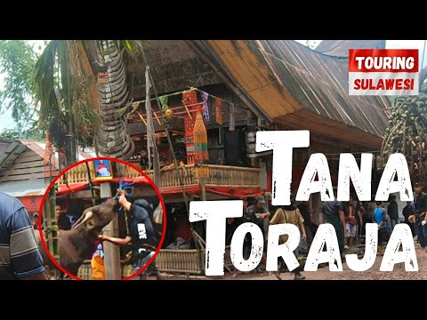 Traditional Funeral CEREMONY and KETE KESU in TANA TORAJA | Motor Touring SULAWESI  [S2-E32]