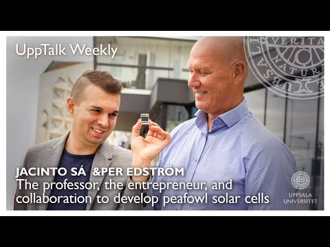UppTalk Weekly: The Professor, the Entrepreneur, and Collaboration to develop Peafowl Solar Cells
