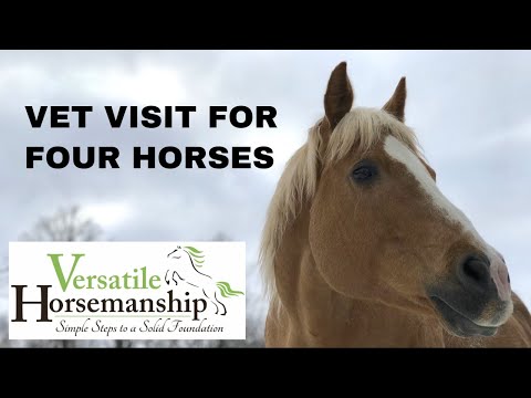 Vet Visit | Vaccinating Pregnant Horse, Cushings, Lameness, & Blood work // Versatile Horsemanship